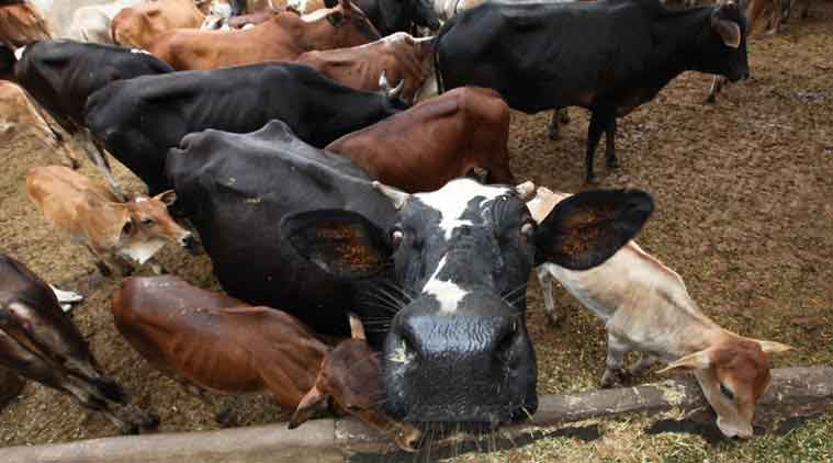 cow, cow protection, department of animal husbandry, Cow vigilante, maharashtra animal husbandry dept, voluntary posts open, gau rakshaks, beef ban, cow keepers, cattle vigilance, beef ban, cow slaughter, maharashtra beef ban, beef ban monitoring, una dalit flogging, indian express news, india news