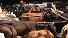 cow, cow transport, cow slaughter, beef ban, mumbai beef ban, thane beef transport, thane cow transport, slaughterhouse, indian express news, mumbai news, india news