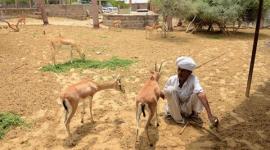 Bishnois, rajasthan, jodhpur Bishnois, rajasthan Bishnois, rajasthan animals, rajasthan deers, jodhpur, jodhpur deers, india news