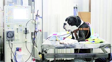 how much does a kidney transplant cost for a dog