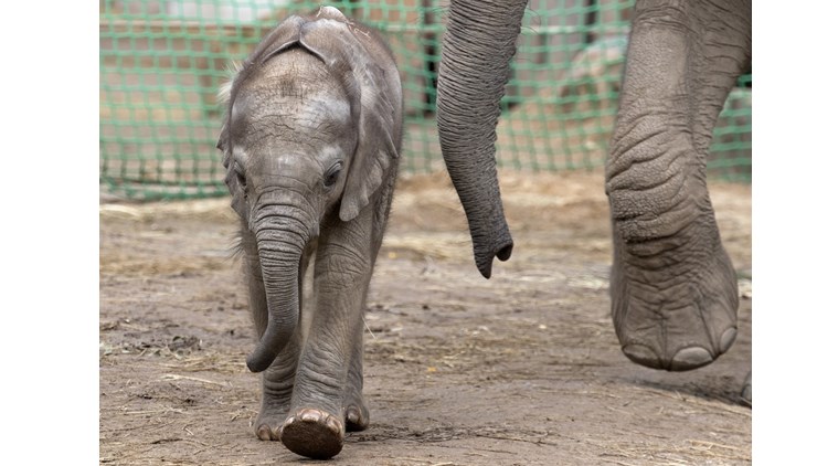 elephant death, elephant calf death, animal rights, animal intrusion on farms, animal rights, animal rights tamil nadu, tamil nadu farms, wild animals tamil nadu, tamil nadu, india news