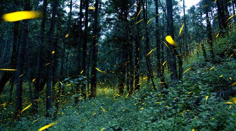 Andhra Pradesh must submit land use plan for Amaravati: Central panel