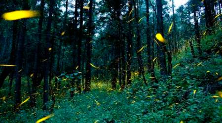 southeast asia, rainforest destruction, rainforest action network, deforestation southeast asia, world news