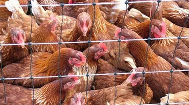egg alying hens, hens, animal cruelty, poultry, eggs, Maninder Singh, Prevention of Cruelty to Animals Act, news, latest news, India news, national news, battery caging system, caged hen