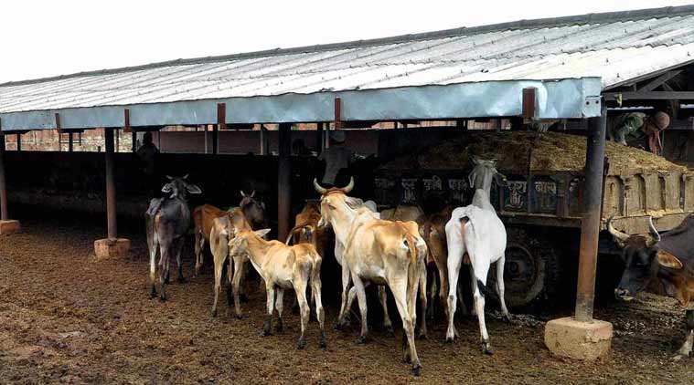 Cow carcasses, cow shelter, Gau rakshak, Gaushala's, chhattisgarh cow shelter, latest news, Cow deaths in chhattisgarh, india news 