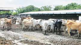 chandigarh city news, mohali news, mohali cow sheds, mohali cow shelters, indian express