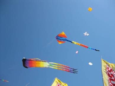 Gujarat government, birds, bird protection, bird safety, NGT, national green tribunal, ban manjha, kite flying ban, chinese manja, indian express news, india news