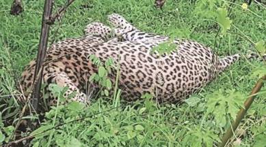 Tilakwada taluka, leopards death, leopards carcass, animal carcass, india news