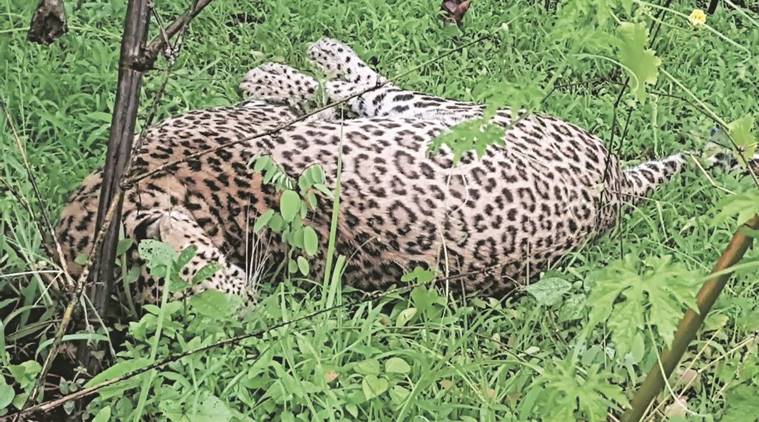 leopard, leopard kills two, thane leopard, leopard kills in thane, murbad leopard killing, Leopard killed, save animals, man eater leopard, indian express news, mumbai, mumbai news, india news