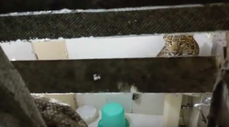 This leopard sneaked into the bedroom of a couple honeymooning in Nainital/ Screenshot