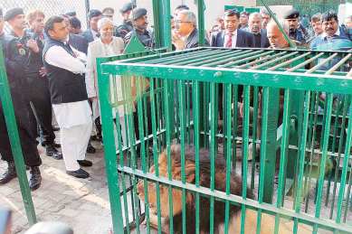 My lions have died, I want govt to find out why: Mulayam Singh Yadav | India News,The Indian Express My lions have died, I want govt to find out why: Mulayam Singh Yadav | India News,The Indian Express