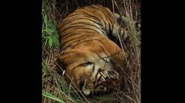 machli, machli tiger, machli dies, tiger dies, tigers in india, machli tigress, ranthambore, ranthambore park, tigress dies, machli tiger dies, machli death, india news
