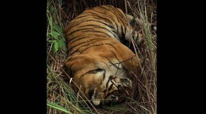 Bengal Tiger - video Dailymotion