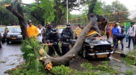 mumbai, mumbai rains, mumbai rains trees, tree fall in india, mumbai heavy rainfall, latest news, latest mumbai news