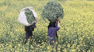 Anti-GM activists and farmers,Sarson Satyagraha, Prime Minister Narendra Modi, GM Mustard, GM mustar seeds, India GM Mustar news, latest news, India news