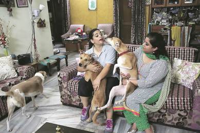 stray dogs, stray dogs india, animal rights, Narvita Panchkula, Dr Jaspreet Panchkula, Panchkula, Srishti Choudhary, latest news