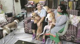stray dogs, stray dogs india, animal rights, Narvita Panchkula, Dr Jaspreet Panchkula, Panchkula, Srishti Choudhary, latest news