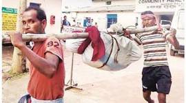 odisha 480 odisha, odisha tribal, odisha poverty, poverty in odisha, Kalahandi district, Salamani Behera, kalahandi news, naveen Patnaik, Odisha Chief Minister Naveen Patnaik, no medical facility, odisha medical facility, odisha health facility, poor odisha, indian express news, india news