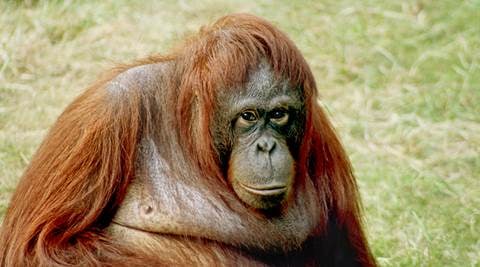 Orangutans, animals, animal taste predictors, orangutans taste predictors, latest news, trending, trending globally