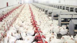poultry, poultry industry, india poultry industry, poultry import india, india imported poultry, india poultry import, imported poultry, imported poultry india