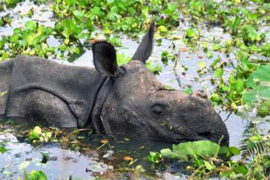 BBC banned from India, india bans BBC, Kaziranga national park, Kaziranga BBC, BBC national park, BBC documentary Kaziranga, Justin Rowlatt, India news, Indian Express