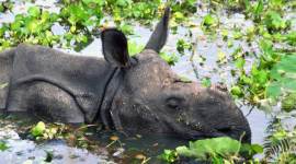 BBC banned from India, india bans BBC, Kaziranga national park, Kaziranga BBC, BBC national park, BBC documentary Kaziranga, Justin Rowlatt, India news, Indian Express