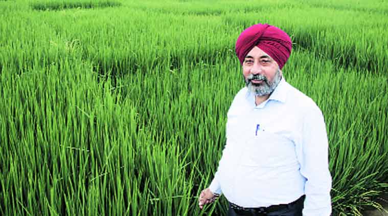 Image result for punjabi farmer rice farm