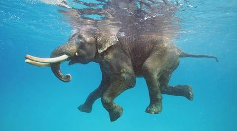 rajan swimming elephant, world's only swimming elephant, rajan swimming elephant dies, rajan swimming elephant videos, swimming elephant vids,