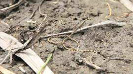 rape-small bulandshahr, gangrape, bulandshahr gangrape, bulandshahr rape, nh 91 rape, uttar pradesh rape, UP gangrape, bulandshahr rape probe, bulandshahr rape news