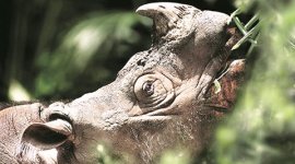 pune, pune news, pune plays, pune theatre, theatre, shrikant bhide, rhinoceros play, play on rhinoceros, IUCN, vulnerable animals, marathi play,threat to rhino, rhino play, indian express news