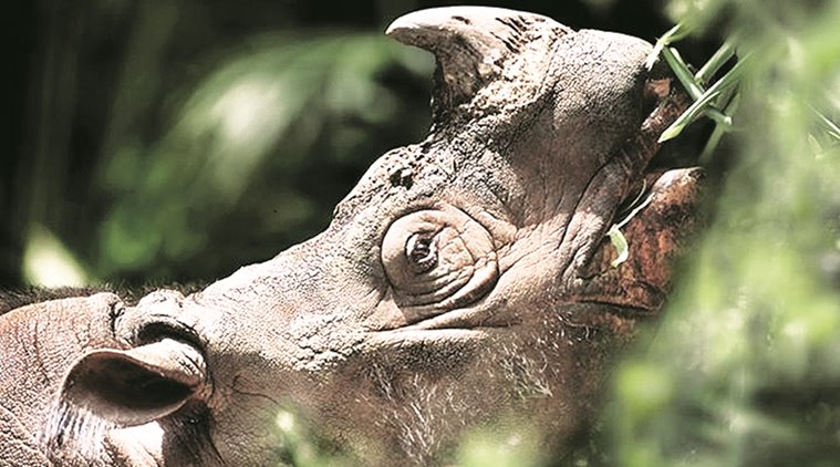 pune, pune news, pune plays, pune theatre, theatre, shrikant bhide, rhinoceros play, play on rhinoceros, IUCN, vulnerable animals, marathi play,threat to rhino, rhino play, indian express news