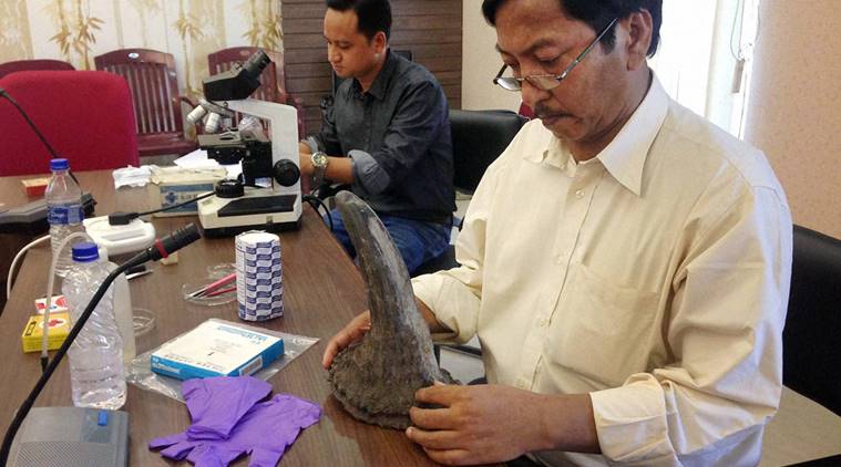 rhino, rhino horn, rhion fake horn, animal horn, assam rhinos, assam rhino horn, animal protection, assam animal protection, assam news