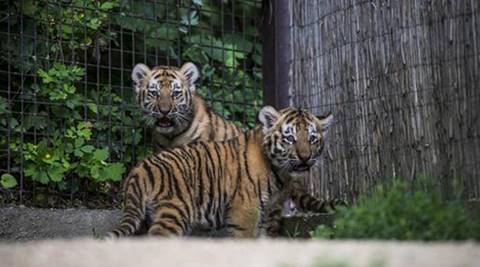 Bandhavgarh tiger reserve, Bandhavgarh tiger reserve tiger cubs, dummy tigers, cubs affection towards dummy tiger, indian express news