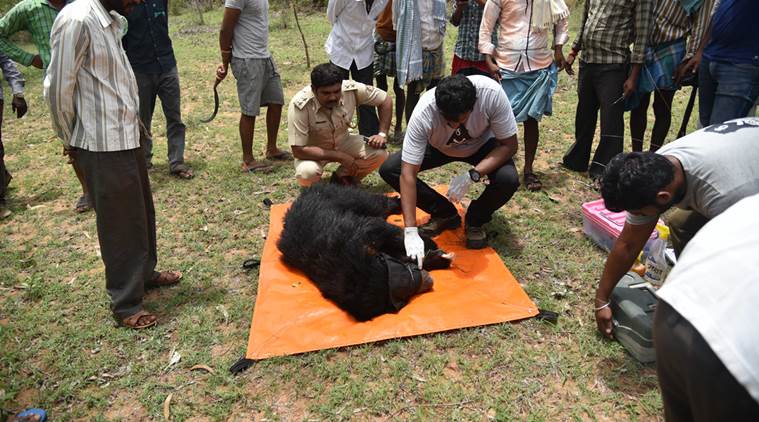 sloth bears in india, sloth bear, sloth bear injured, sloth bear rescue, animal rescue in karnataka, karnataka animal rescue, bears in india