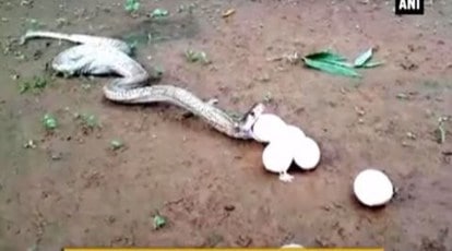 Cobra swallows entire snake in road 