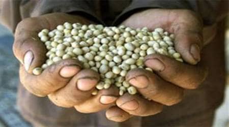 Soyabean, Soyabean prices, Soyabean prices in US, US markets, US news, world news,