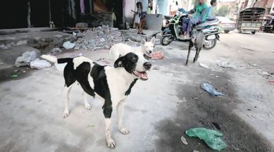 stray dogs, killing street dogs, killing stray dogs, supreme court, animal cruelty, indian express news, india news