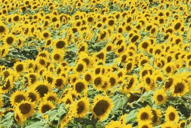 solar energy, solar energy india, solar power, sunflower solar power, harnessing solar energy, alternative energy, world news, india news