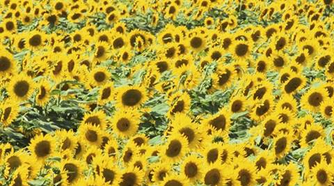 Here s how sunflowers hold key to solar energy Blogs News The