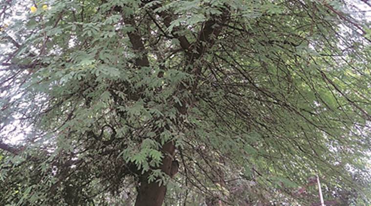 Babool tree, medicinal properties of Babool tree, babool tree inChandigarh, Chadigarh news, 