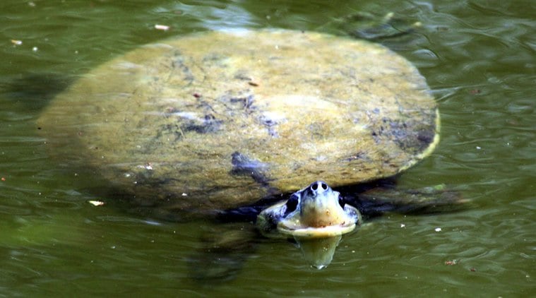 Uttarakhand: 500-acre turtle sanctuary sanctioned to clean up Ganga ...