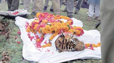 machli, tigress dies, machli tigress, machli tiger, ranthambore tiger dies, ranthambore park tigress, machali, machli dies, tiger dies, tigers in india, machli tigress, ranthambore, ranthambore park, tigress dies, machli tiger dies, machli death, india news