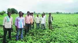 Zahim Khan, india farmers, urad dal, black gram price, Madhya Pradesh farmer, Bundelkhand farmers, india monsoon