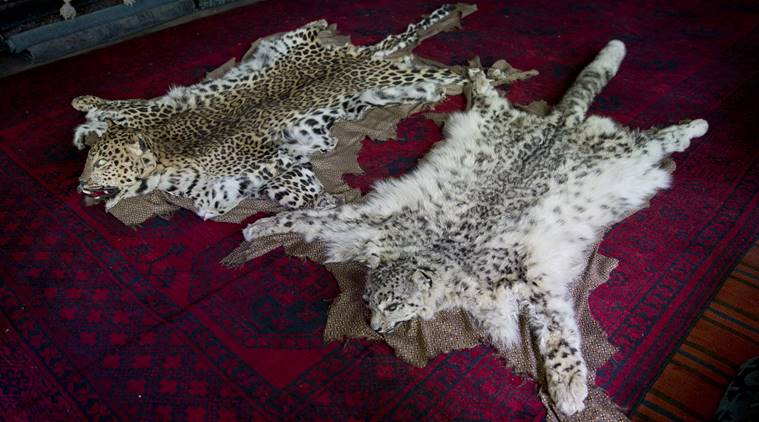 Snow leopards’ return brings hope to remote Afghanistan region | World ...