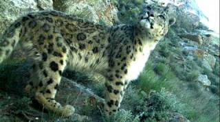 Afghanistan, Snow leapard, Afghanistan leopard, leopards, endangered, Wildlife Conservation Society, wildlife, news latest news, Afghan news, world news, international news