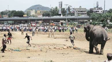 Pune circus, Pune circus mishap, Pune circus jumbo mishap, elephant walk pune circus, regional news, pune news