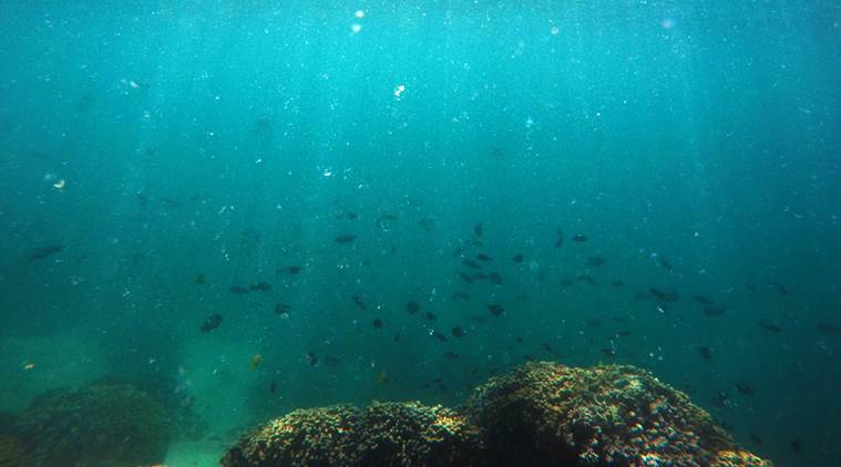 Hawaii, Hawaii corals, coral bleaching, marine life, global warming, greenhouse effect, oceans, coral reefs, Kaneohe Bay, Hawaii news, US news, latest news, world news, indian express