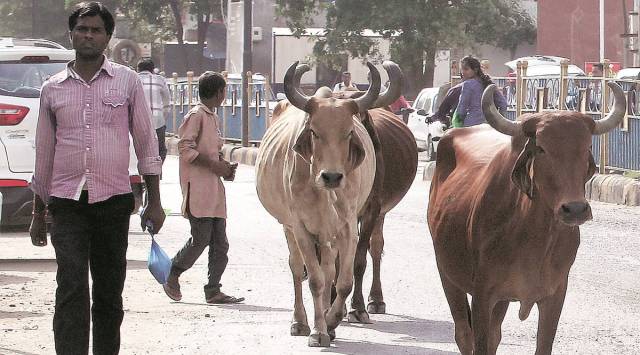 mevani, mevani cow protection, cow protection, cow protection group, mevani cow protection group, ban on cow protection group, mevani cow group ban, jignesh mevani, indian express news, india news