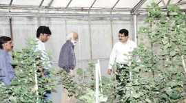 gm cotton, gm cotton seeds, india gm cotton seeds, monsanto, monsanto india, monsanto gm cotton seeds, monsanto cotton seeds