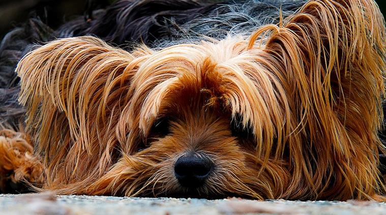 dog lovers, dogs, drug, dog drug, heart failure, dog heart, heart disease, news, latest news, world news, international news, dog health